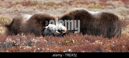 Muskox (Ovibos moschatus), kampfstiere in der Tundra, Seitenansicht, Norwegen, Dovrefjell Nationalpark Sunndalsfjella, Kongsvold Stockfoto