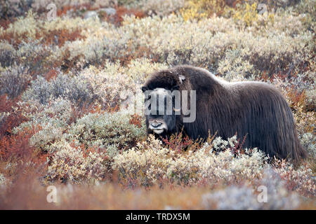 Muskox (Ovibos moschatus), Stier, die in der Tundra, Seitenansicht, Norwegen, Dovrefjell Nationalpark Sunndalsfjella, Kongsvold Stockfoto