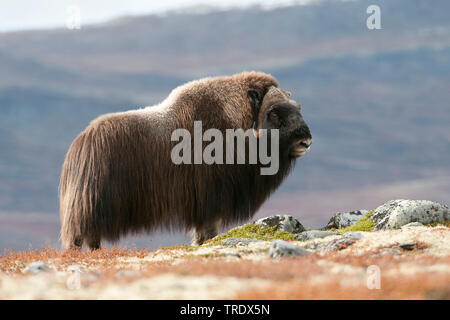 Muskox (Ovibos moschatus), Stier, die in der Tundra, Seitenansicht, Norwegen, Dovrefjell Nationalpark Sunndalsfjella, Kongsvold Stockfoto