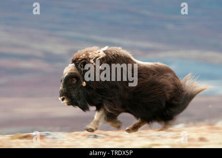 Muskox (Ovibos moschatus), Running Bull in der Tundra, Seitenansicht, Norwegen, Dovrefjell Nationalpark Sunndalsfjella, Kongsvold Stockfoto