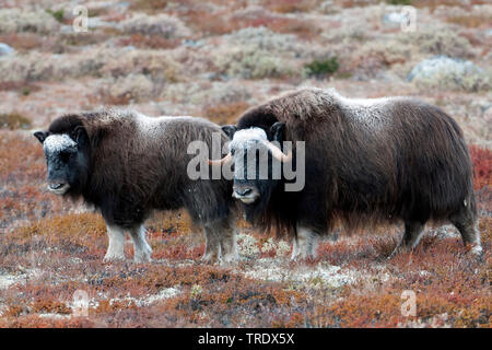 Muskox (Ovibos moschatus), Kuh mit Kalb in der Tundra, Seitenansicht, Norwegen, Dovrefjell Nationalpark Sunndalsfjella, Kongsvold Stockfoto