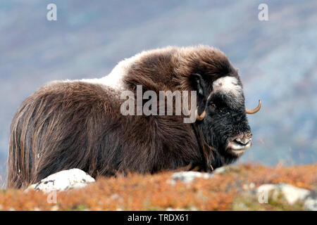 Muskox (Ovibos moschatus), stehend in der Tundra, Seitenansicht, Norwegen, Dovrefjell Nationalpark Sunndalsfjella, Kongsvold Stockfoto