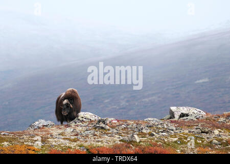 Muskox (Ovibos moschatus), stehend in der Tundra, Font, Norwegen, Dovrefjell Nationalpark Sunndalsfjella, Kongsvold Stockfoto