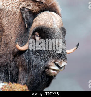 Muskox (Ovibos moschatus), Stier, Porträt, Norwegen, Dovrefjell Nationalpark Sunndalsfjella, Kongsvold Stockfoto