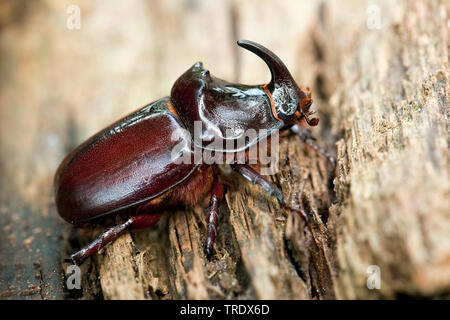 Europäische Nashorn Käfer (Oryctes nasicornis), auf Holz, Niederlande, Gelderland Stockfoto