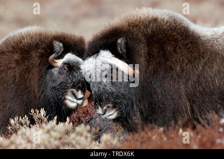 Muskox (Ovibos moschatus), Paar stehen zusammen in der Tundra, Norwegen, Dovrefjell Nationalpark Sunndalsfjella, Kongsvold Stockfoto