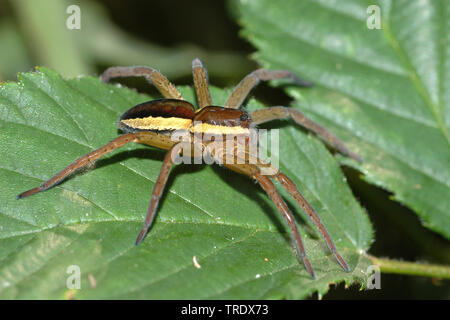 Fimbriate fischen Spinne (Dolomedes fimbriatus), sitzend auf einem Blatt, Niederlande Stockfoto