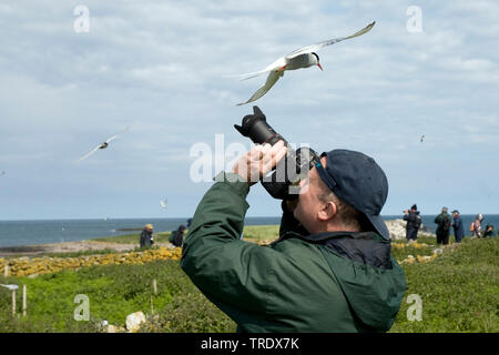 Birdphotographer bei seabird Kolonie, Vereinigtes Königreich, England, Northumberland, Farne Islands Stockfoto