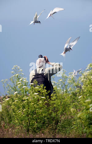 Birdphotographer bei seabird Kolonie, Vereinigtes Königreich, England, Northumberland, Farne Islands Stockfoto