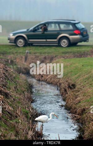 Silberreiher, Silberreiher (Egretta alba, Casmerodius Albus, Ardea alba), Natur Fotograf Fotografieren Silberreiher, Niederlande, Gelderland, Polder Arkenheem Stockfoto