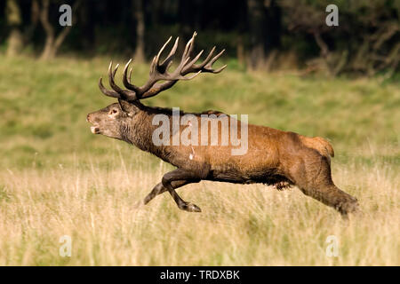 Red Deer (Cervus elaphus), röhrender Hirsch läuft durch eine Lichtung, Seitenansicht, Niederlande Stockfoto