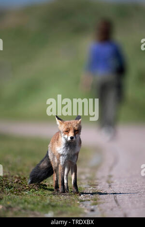 Red Fox (Vulpes vulpes), auf einem Wanderweg in den Dünen, weibliche Fußgänger im Hintergrund, Niederlande, Holland Nord Stockfoto