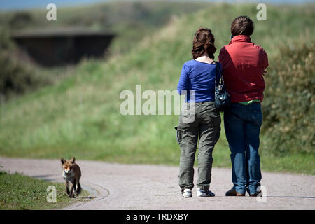 Red Fox (Vulpes vulpes), Wandern entlang eines Pfades letzten zwei Wanderer, Niederlande, Holland Nord Stockfoto