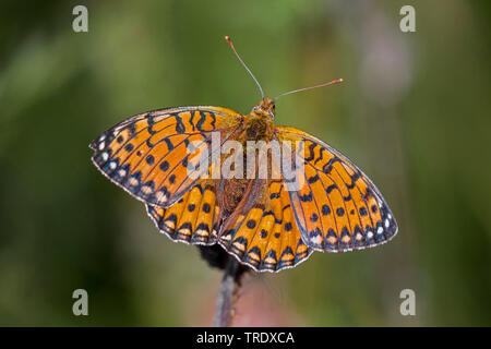 Dunkelgrün fritillary (ceriagrion Doris, Doris, Doris Speyeria Mesoacidalia), männlich Sonnenbaden mit ausgebreiteten Flügeln, Ansicht von oben, Deutschland, Bayern, Niederbayern, Oberbayern Stockfoto