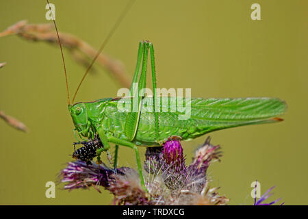 Große grüne, grüne Bush-Cricket Bush-Cricket (Tettigonia Viridissima), Essen einen Käfer auf einer Distel, Seitenansicht, Deutschland, Bayern, Niederbayern, Oberbayern Stockfoto