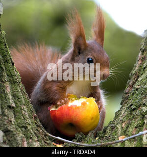 Europäische Eichhörnchen, Eurasischen Eichhörnchen (Sciurus vulgaris), Essen von Apple, Niederlande, Overijssel Stockfoto