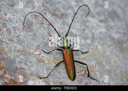 Moschus Käfer (Aromia moschata), männlich, Österreich, Tirol Stockfoto