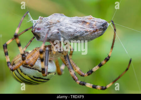 Schwarz-gelbe Argiope, Schwarz-gelb Garten Spinne (Argiope Bruennichi), eine Honigbiene gewickelt hat, Biene stretching Sein heraus stechen die Net, Deutschland, Bayern, Oberbayern, Oberbayern Stockfoto