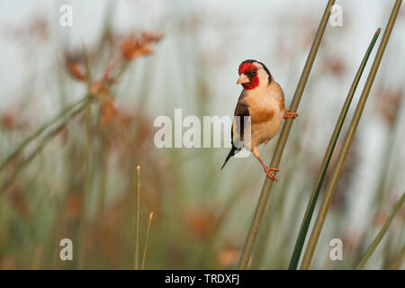 Eurasischen Stieglitz (Carduelis carduelis Balcanica, Carduelis balcanica), erwachsenen männlichen, Kroatien Stockfoto