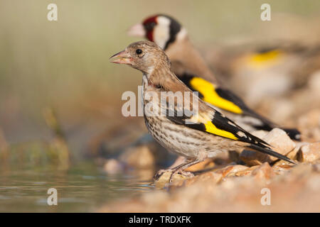 Eurasischen Stieglitz (Carduelis carduelis Balcanica, Carduelis balcanica), trinken Jugendliche, Kroatien Stockfoto