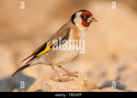 Eurasischen Stieglitz (Carduelis carduelis Balcanica, Carduelis balcanica), Weibliche auf einem Felsen, Kroatien Stockfoto