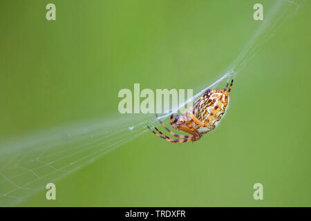 Oakleaf orbweaver (Araneus ceropegius, Aculepeira ceropegia), in den Mittelpunkt der Weg, Deutschland, Bayern, Oberbayern, Oberbayern Stockfoto