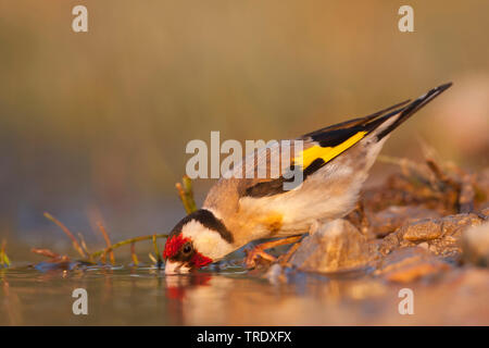 Eurasischen Stieglitz (Carduelis carduelis Balcanica, Carduelis balcanica), männlichen Erwachsenen trinken, Kroatien Stockfoto