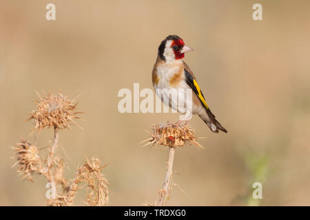 Eurasischen Stieglitz (Carduelis carduelis Balcanica, Carduelis balcanica), erwachsenen Mann auf einer Distel, Kroatien Stockfoto