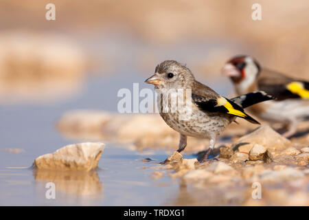 Eurasischen Stieglitz (Carduelis carduelis Balcanica, Carduelis balcanica), trinken Jugendliche, Kroatien Stockfoto