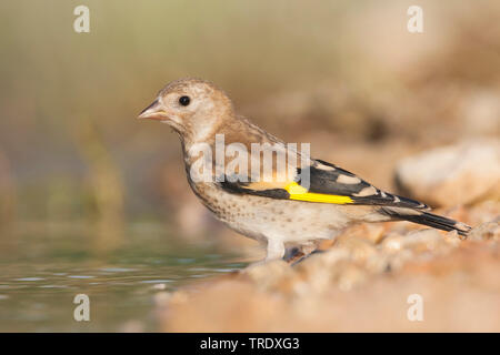 Eurasischen Stieglitz (Carduelis carduelis Balcanica, Carduelis balcanica), trinken Jugendliche, Kroatien Stockfoto