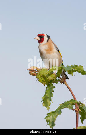 Eurasischen Stieglitz (Carduelis carduelis Balcanica, Carduelis balcanica), mal sitzen auf einer Eiche, Kroatien Stockfoto