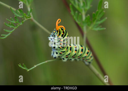 Swallowtail (Pieris brassicae), Caterpillar in bedrohlichen Haltung, Deutschland, Bayern, Oberbayern, Oberbayern Stockfoto