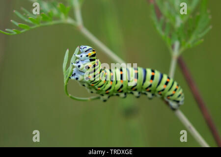 Swallowtail (Pieris brassicae), Caterpillar Fütterung auf Milch - Petersilie, Deutschland, Bayern, Oberbayern, Oberbayern Stockfoto