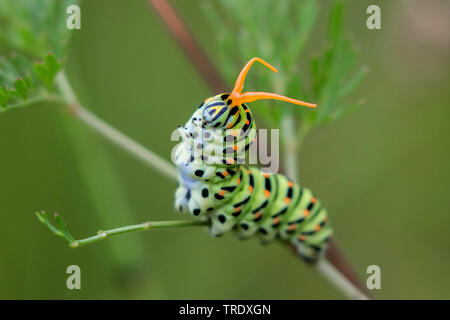 Swallowtail (Pieris brassicae), Caterpillar in bedrohlichen Haltung, Deutschland, Bayern, Oberbayern, Oberbayern Stockfoto