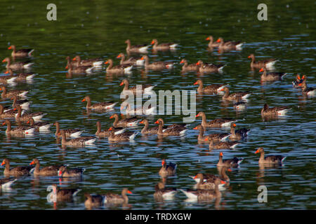 Graugans (Anser anser), Herde, Schwimmen in einem See, Deutschland, Bayern, Niederbayern, Oberbayern Stockfoto