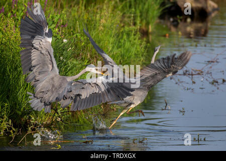 Graureiher (Ardea cinerea), weg erschrecken ein Rivale von der Küste, Deutschland, Bayern, Niederbayern, Oberbayern Stockfoto