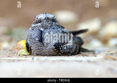 Europäische nightjar (Caprimulgus europaeus), sitzend auf einem Boden, Oman Stockfoto