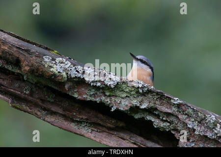 Eurasischen Kleiber (Sitta europaea Caesia, Sitta caesia), sitzend auf einem Baumstamm, Deutschland Stockfoto