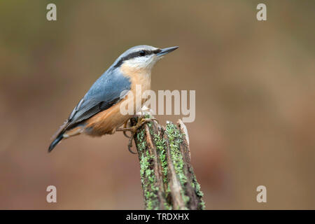 Eurasischen Kleiber (Sitta europaea Caesia, Sitta caesia), sitzend auf einem Baumstumpf, Deutschland Stockfoto