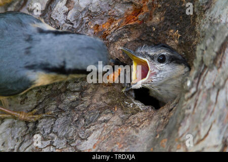 Eurasischen Kleiber (Sitta europaea Caesia, Sitta caesia), nach der Fütterung ein Küken, Deutschland Stockfoto