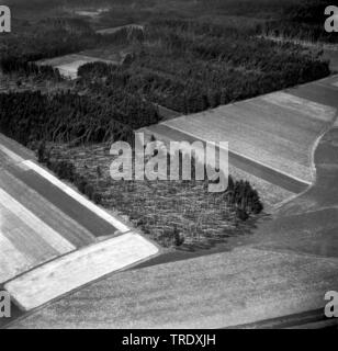 Sturm Verluste in einem Wald bei Ingolstadt, Luftbild aus dem Jahr 1960, Deutschland, Bayern, Oberbayern, Oberbayern Stockfoto