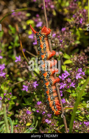 Wolfsmilch Hawkmoth (stark Euphorbiae, Celerio Euphorbiae), Raupe, Deutschland Stockfoto