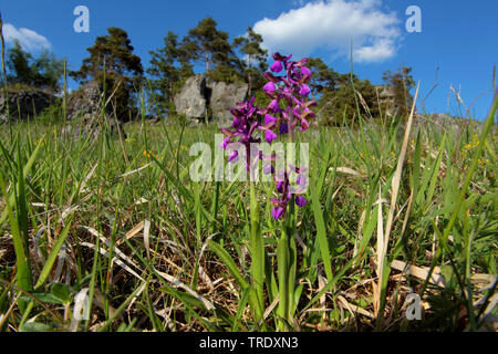 Green-winged Orchid, Grün - Orchidee geädert (Orchis morio, Anacamptis Morio), blühende, Deutschland Stockfoto