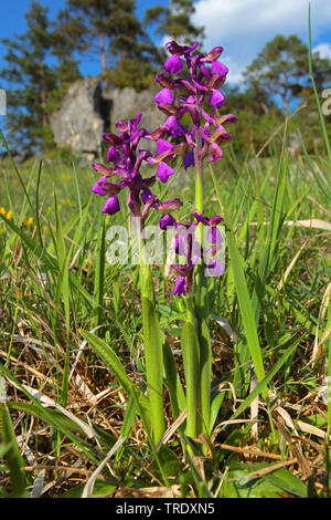 Green-winged Orchid, Grün - Orchidee geädert (Orchis morio, Anacamptis Morio), blühende, Deutschland Stockfoto