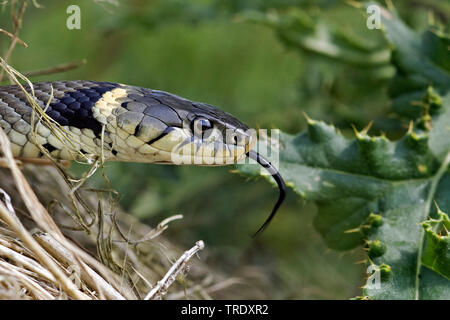 Ringelnatter (Natrix natrix), flippen Zunge, Niederlande Stockfoto