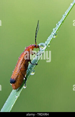 Roter Soldat Käfer Blutsauger Käfer Hogweed Beinkäfer (Rhagonycha fulva), trinken, Niederlande Stockfoto