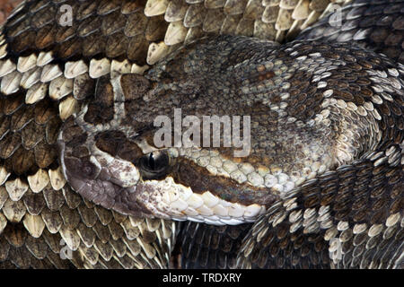 Die westliche Klapperschlange, Coronado Island Klapperschlange (Crotalus viridis), Portrait, Mexiko, Baja California, Isla Coronado del Sur Stockfoto