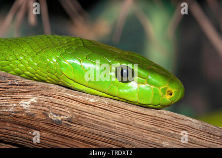 Eastern Green Mamba, gemeinsame Mamba (Dendroaspis angusticeps), Porträt, Afrika Stockfoto