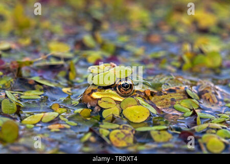 Europäische Wasserfrosch, gemeinsame Wasserfrosch (Rana esculenta, Rana kl. esculenta, Pelophylax esculentus), versteckt unter Wasserlinsen, Niederlande Stockfoto