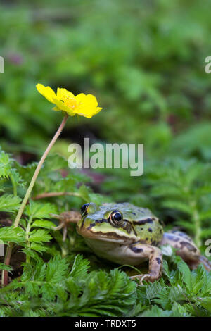 Europäische Wasserfrosch, gemeinsame Wasserfrosch (Rana esculenta, Rana kl. esculenta, Pelophylax esculentus), in der Nähe von Silver Unkraut, silverweed cinquefoil, Niederlande, Ulrum Stockfoto